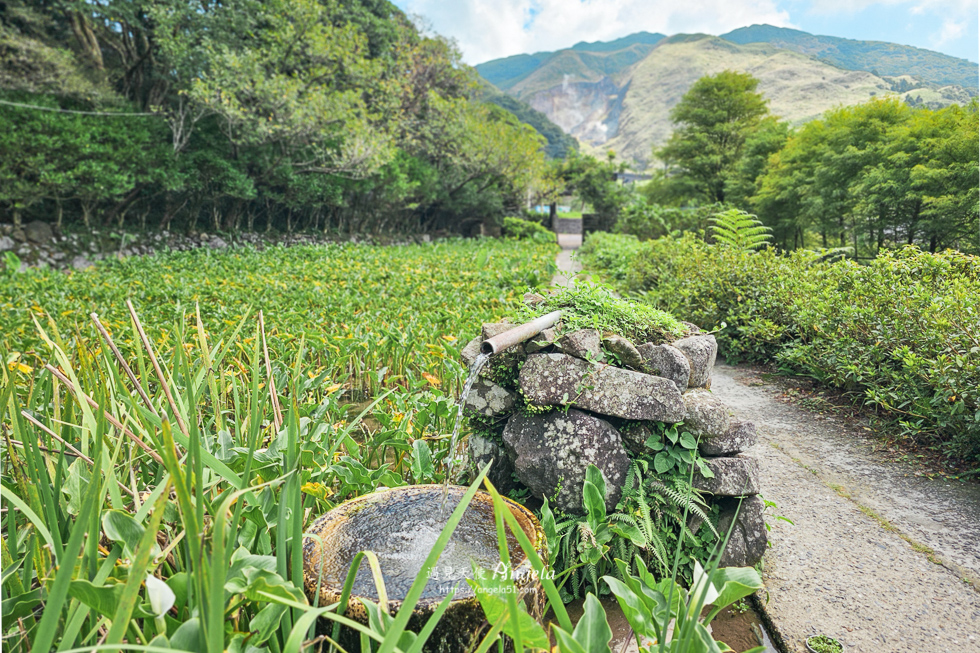 陽明山竹子湖景觀咖啡-綠山谷