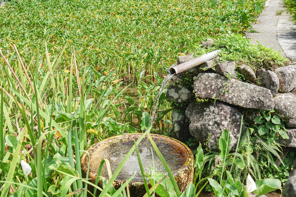 陽明山竹子湖景觀咖啡-綠山谷