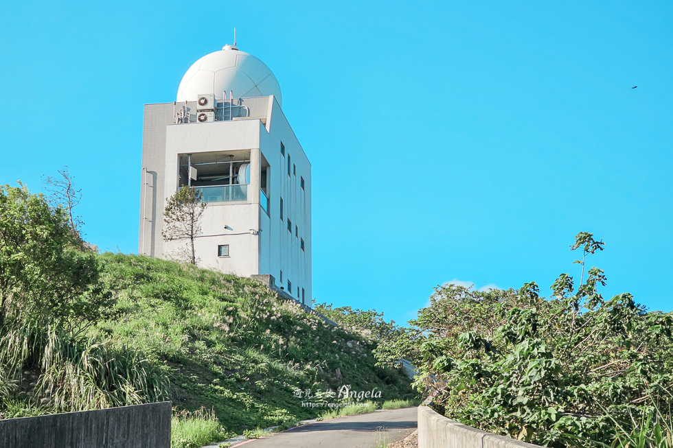 樹林芒花景點三角埔山頂