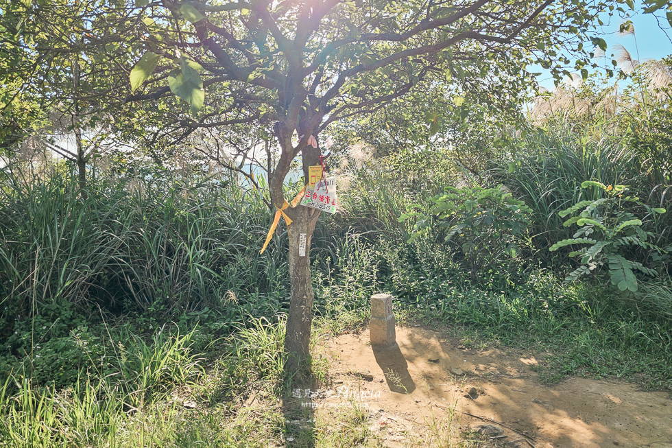 樹林芒花景點三角埔山頂