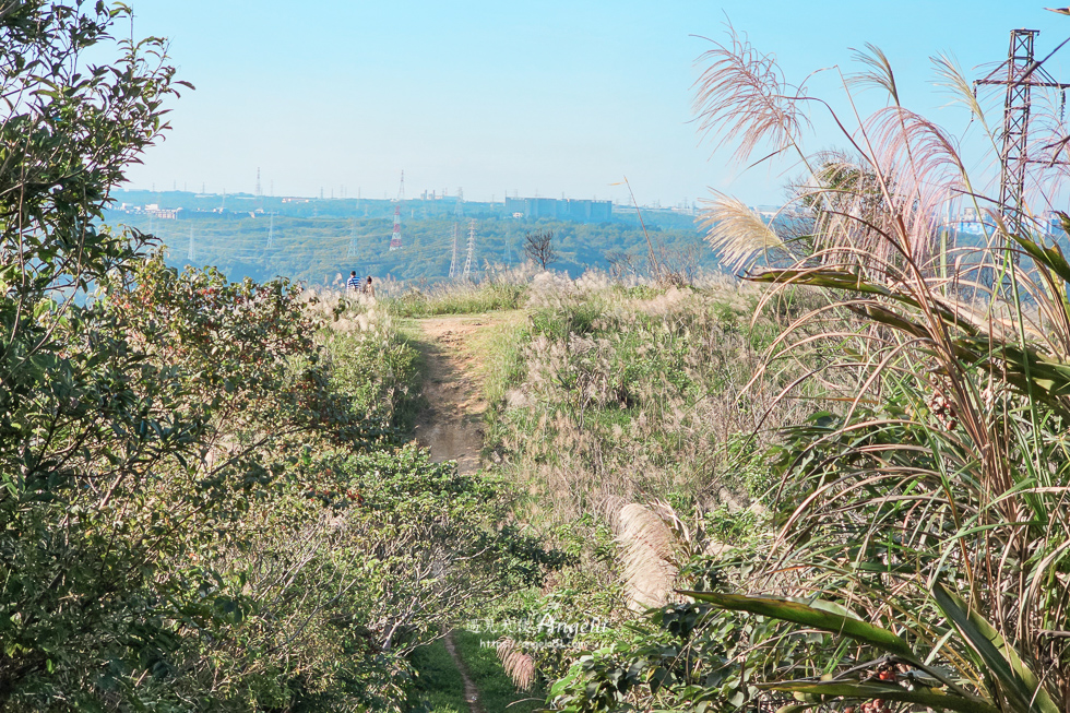 樹林芒花景點三角埔山頂