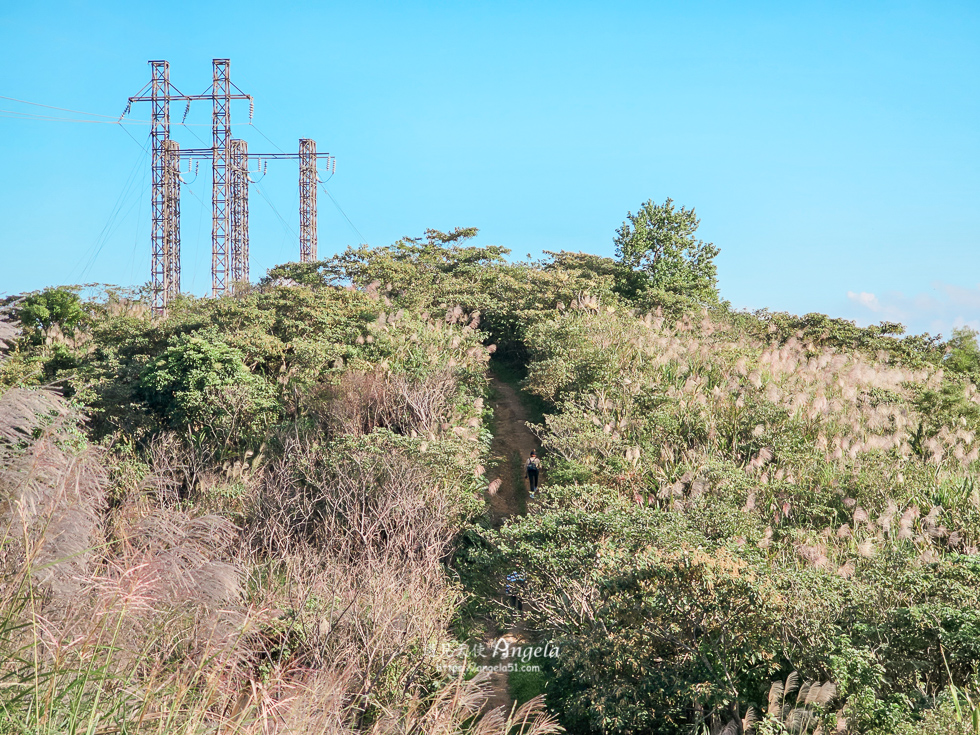 樹林芒花景點三角埔山頂