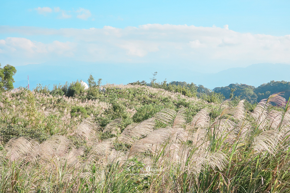 樹林芒花景點三角埔山頂