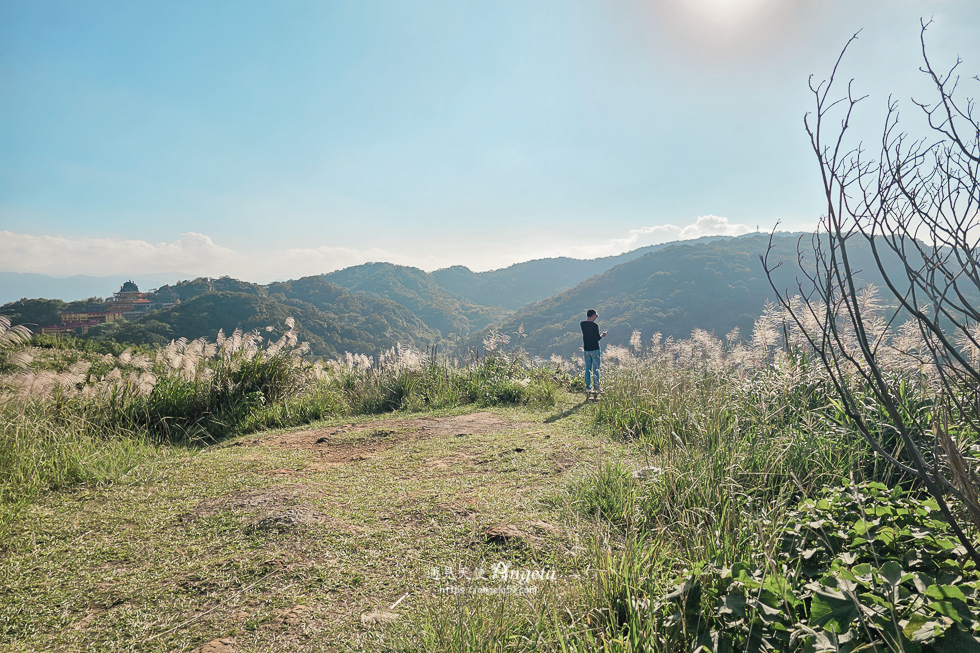 樹林芒花景點三角埔山頂