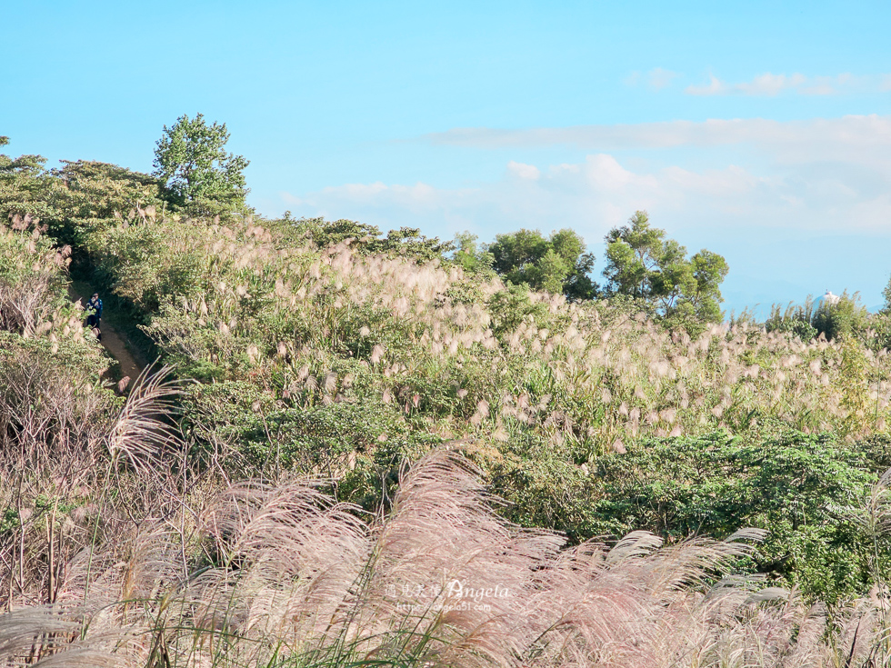 樹林芒花景點三角埔山頂