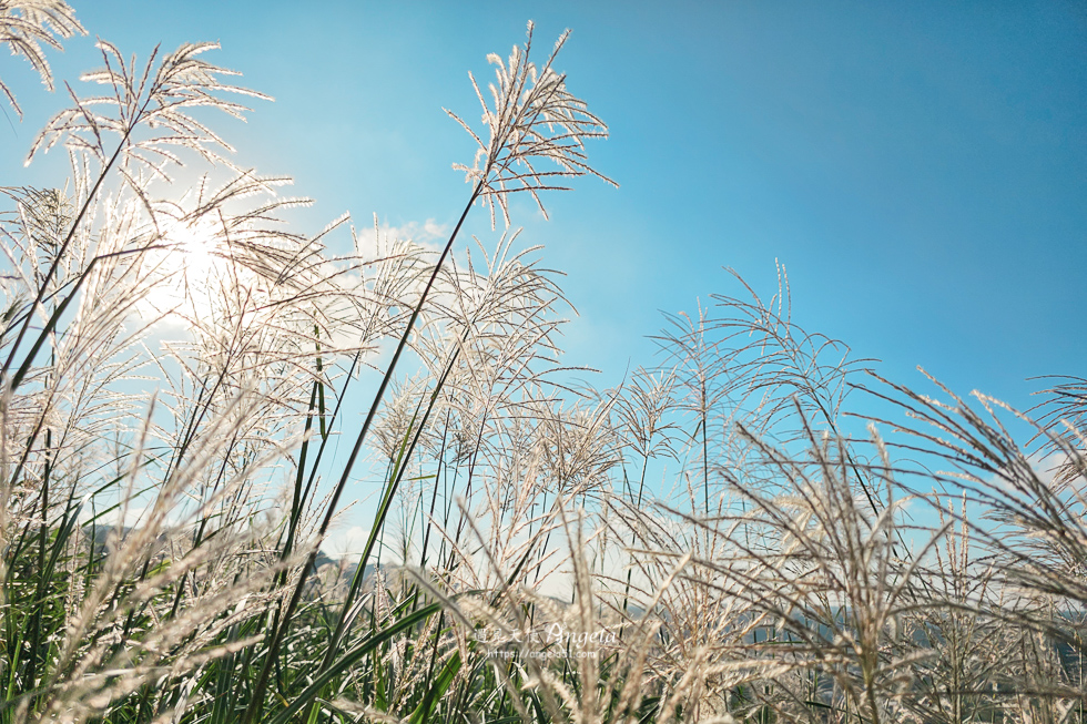 樹林芒花景點三角埔山頂