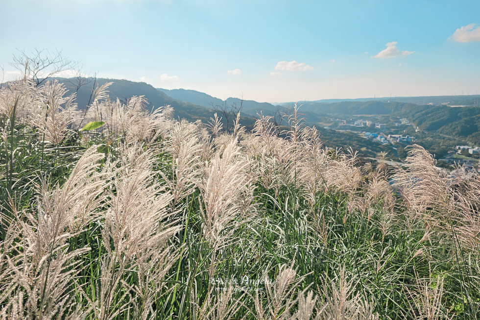 樹林芒花景點三角埔山頂