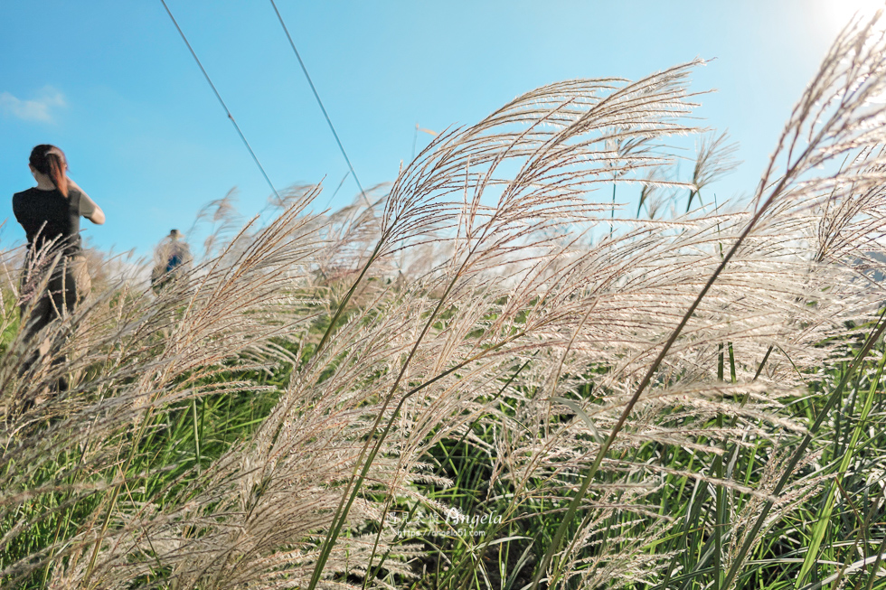 樹林芒花景點三角埔山頂