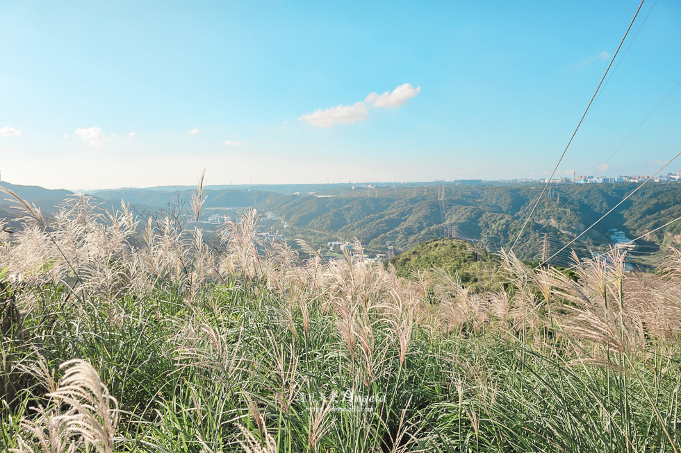 樹林芒花景點三角埔山頂