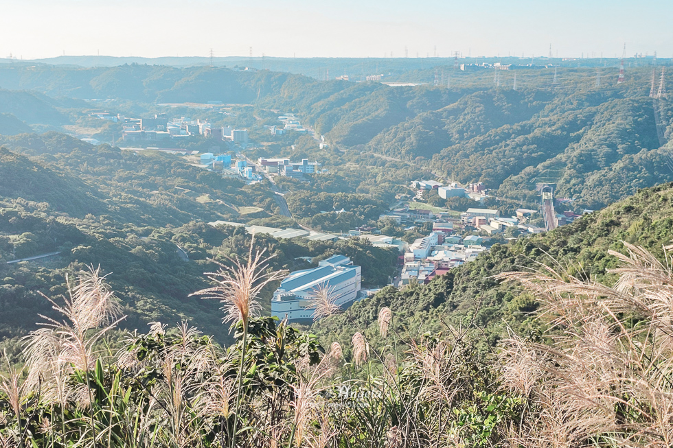 樹林芒花景點三角埔山頂