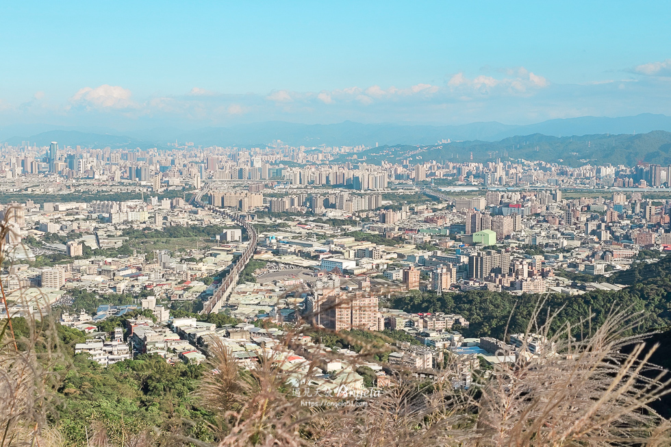 樹林芒花景點三角埔山頂