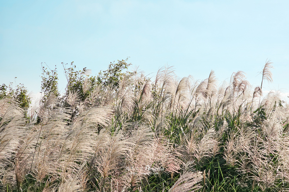 樹林芒花景點三角埔山頂