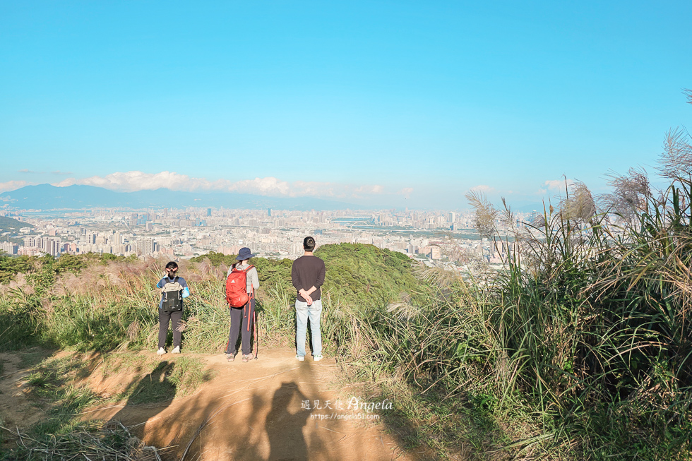 樹林芒花景點三角埔山頂