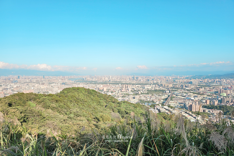 樹林芒花景點三角埔山頂