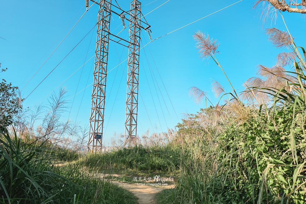樹林芒花景點三角埔山頂