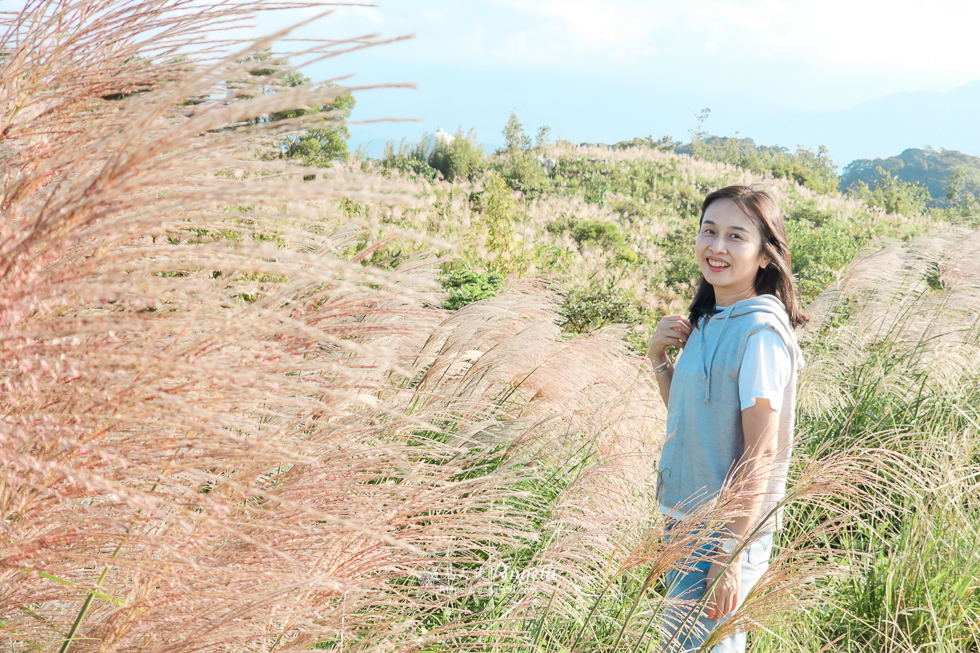 樹林芒花景點三角埔山頂