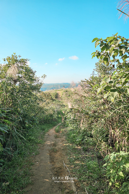 樹林芒花景點三角埔山頂
