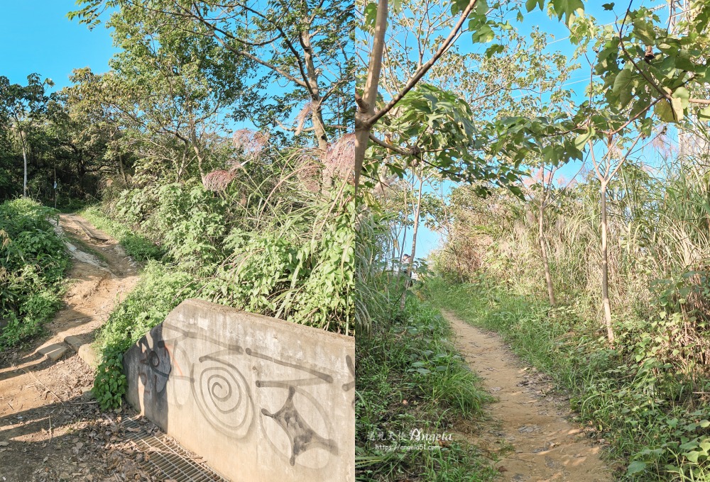 樹林芒花景點三角埔山頂