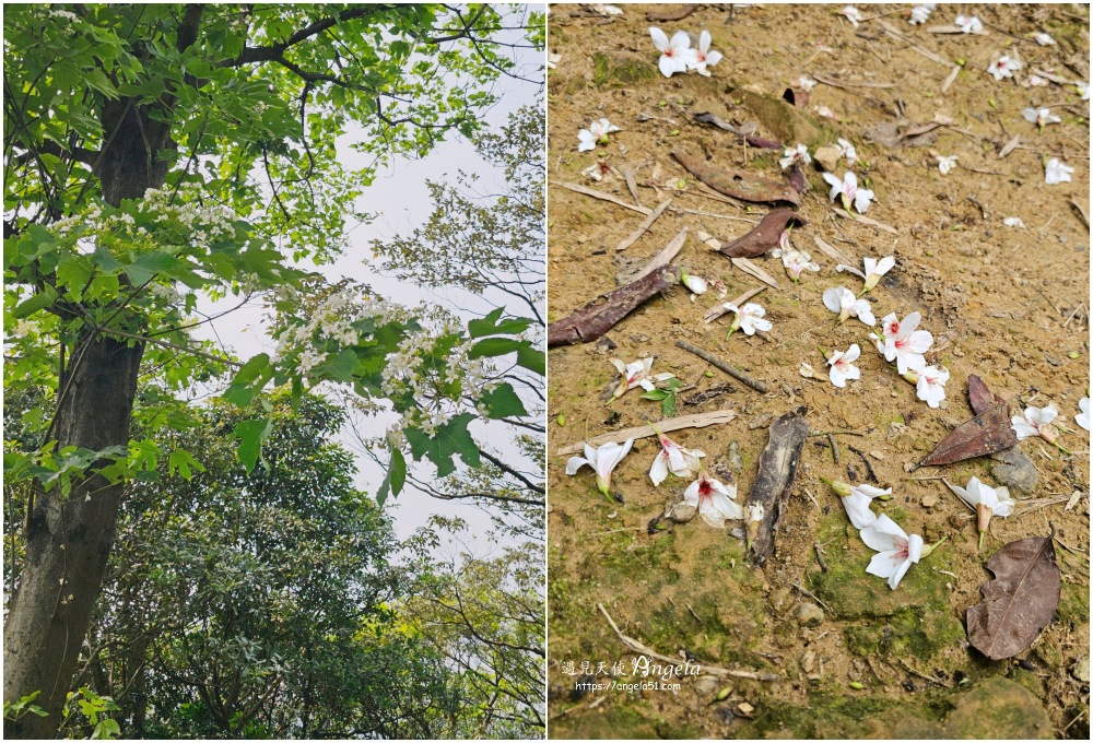 福源山步道桐花