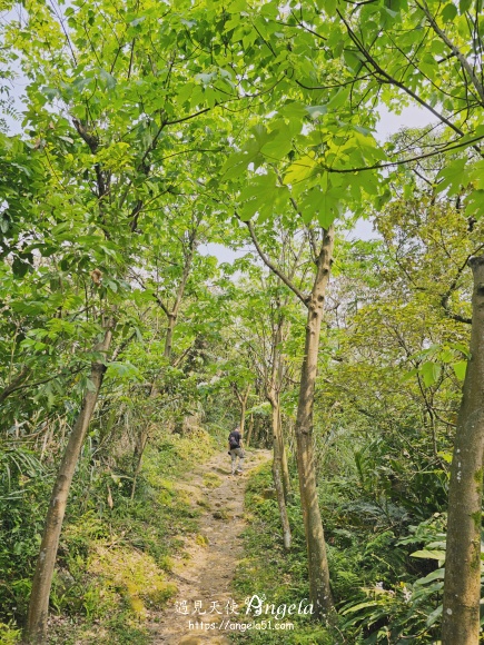 福源山步道桐花步道