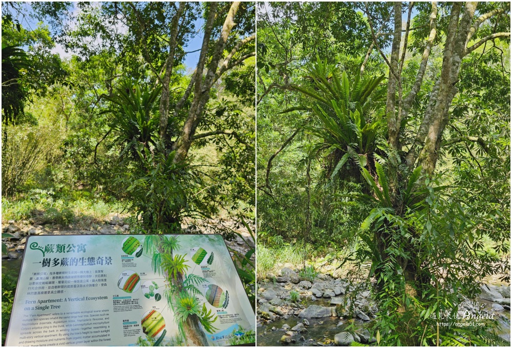 金瓜寮魚蕨步道