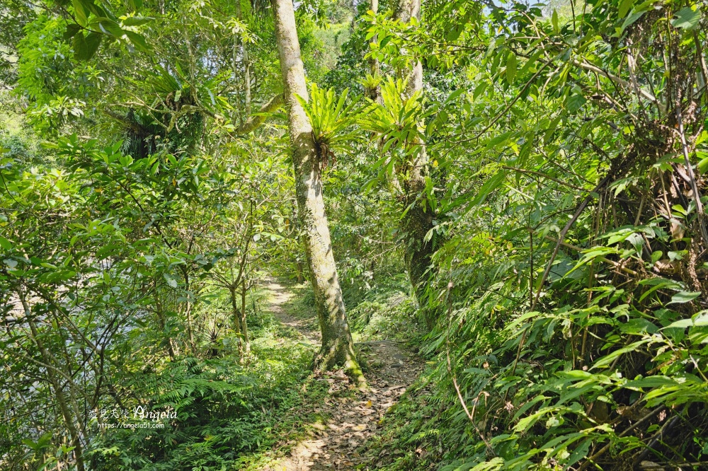 金瓜寮魚蕨步道