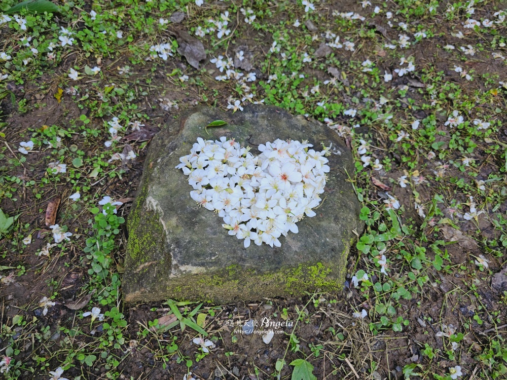 富民親水公園瑪西賞桐步道