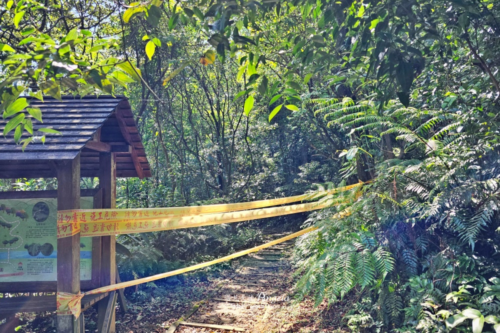瑪西賞桐步道