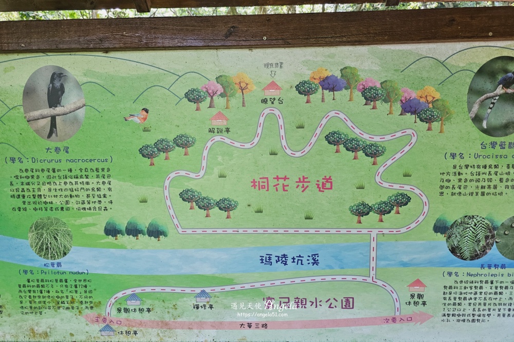 瑪西賞桐步道