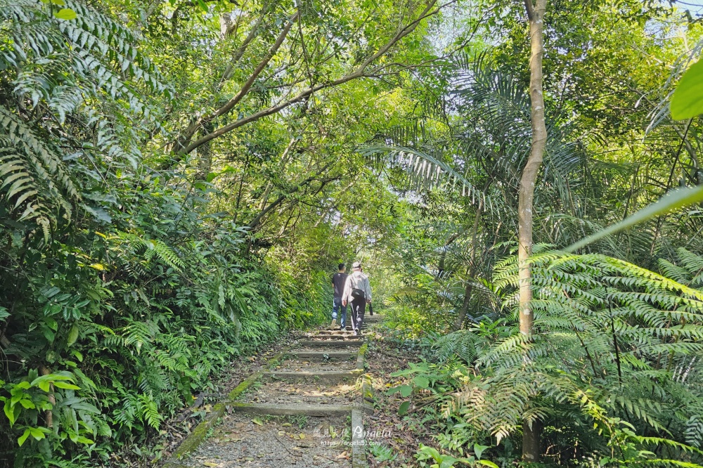 瑪西賞桐步道