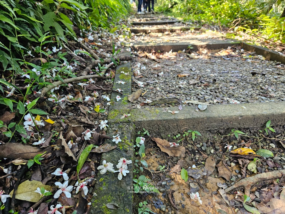 瑪西賞桐步道