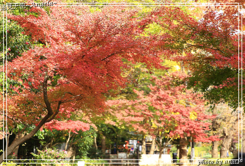東京上野公園賞楓之銀杏比紅葉更亮眼更漂亮 遇見天使 Angela